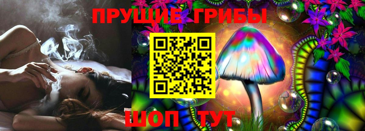 Псилоцибиновые грибы Psilocybe Выборг